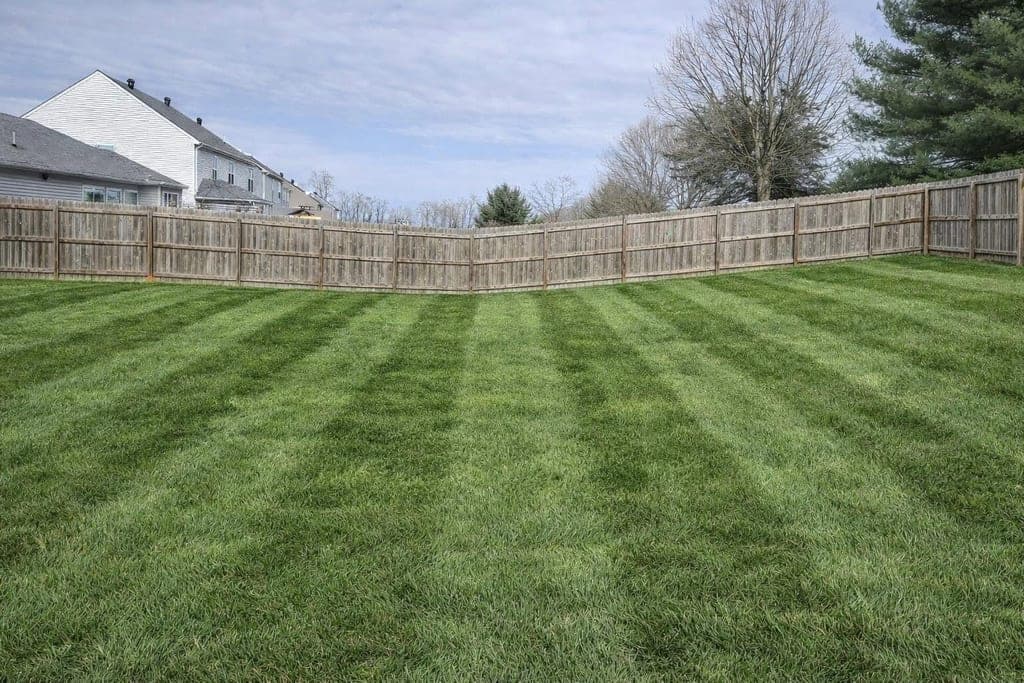 Clean striped backyard lawn along a wood fence